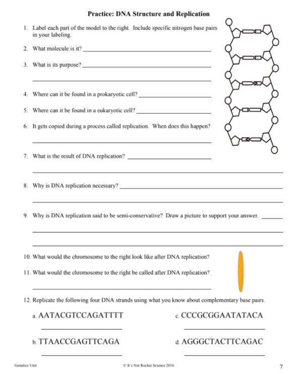 Solved Practice Dna Structure And Replication 1 Label E Chegg Com