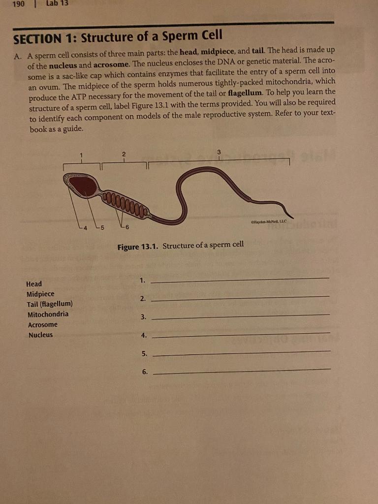 Solved 190 Lab 13 SECTION 1: Structure of a Sperm Cell A. A | Chegg.com