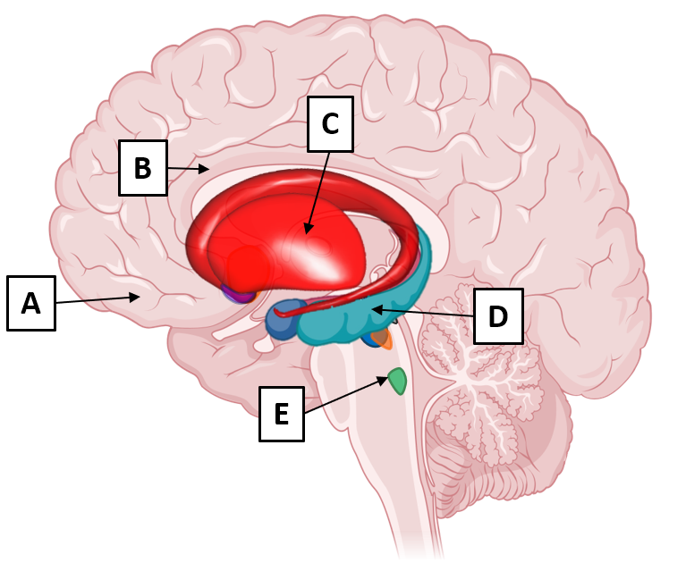 Solved Based on its MoA and acetylcholine in the CNS, | Chegg.com