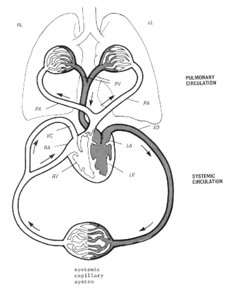 Solved 1a. This site has very small arterioles and venules Biology Diagrams