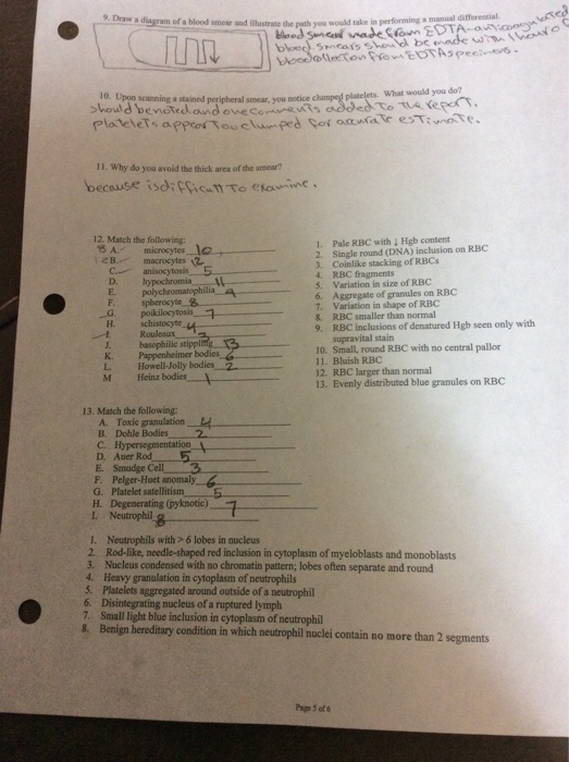 Solved 9. Draw a ran orab oods a manual differential smear