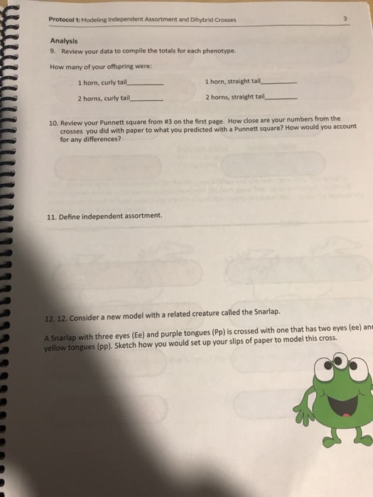 Worksheet Dihybrid Crosses Answer Key