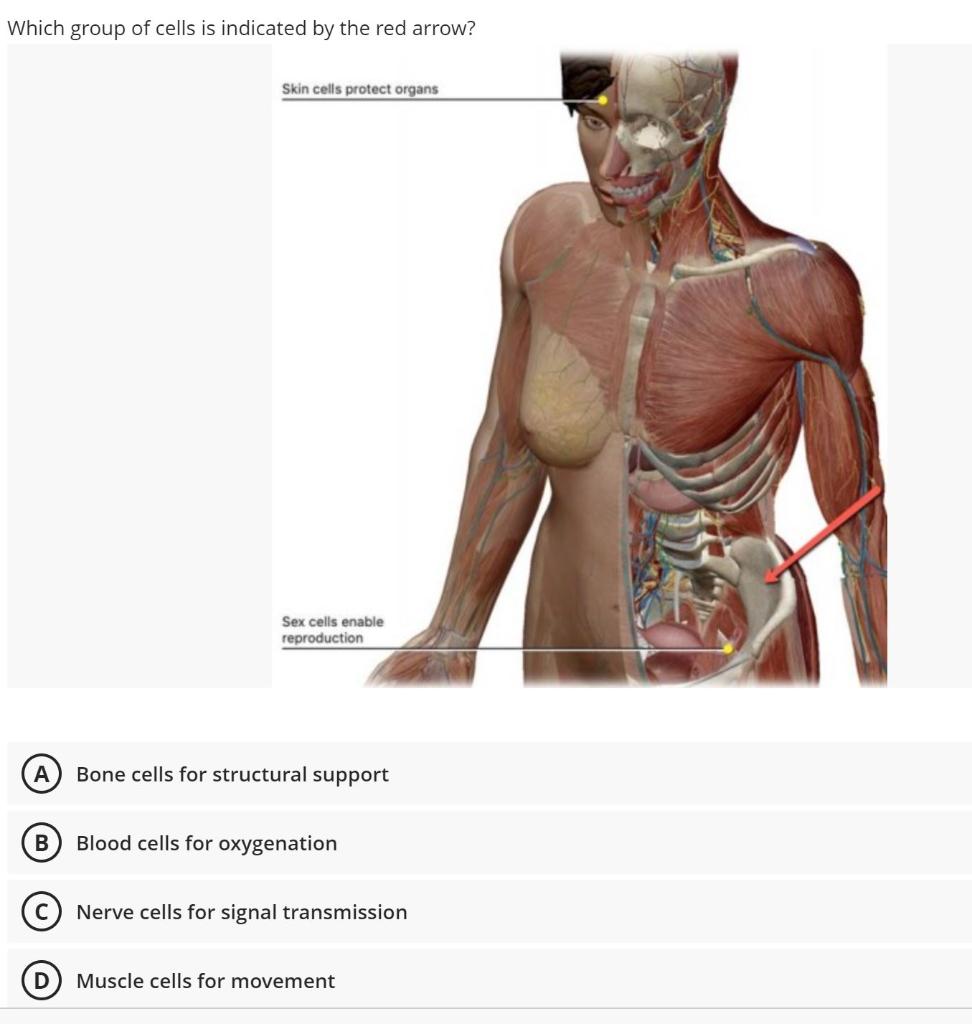 Solved Which group of cells is indicated by the red arrow? | Chegg.com