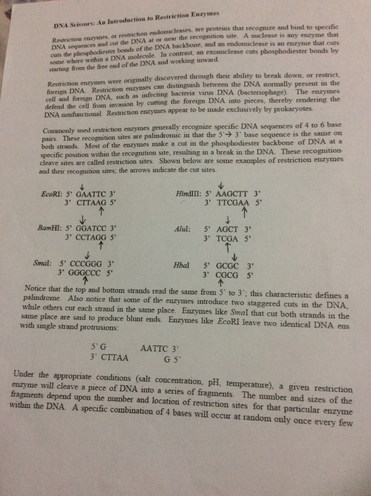 Solved DNA Scissors An Introduction to Restriction Enzymes