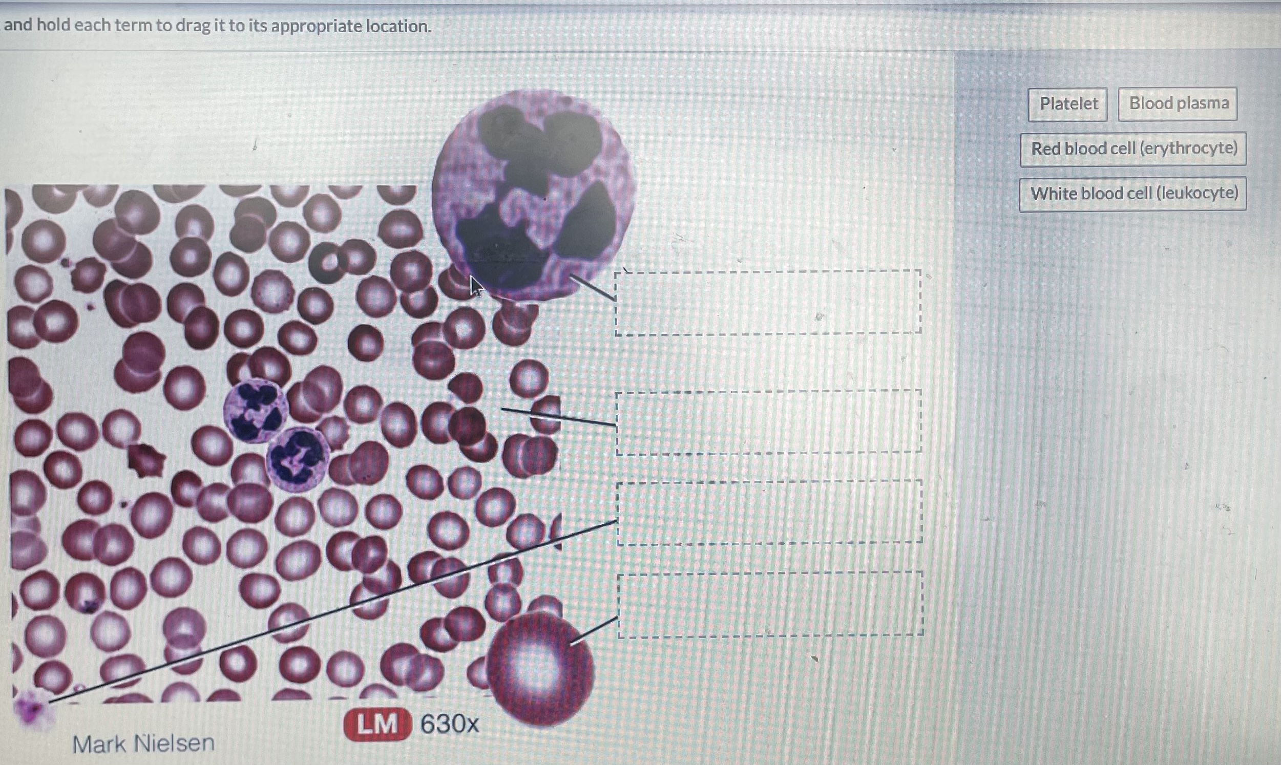 and hold each term to drag it to its appropriate | Chegg.com