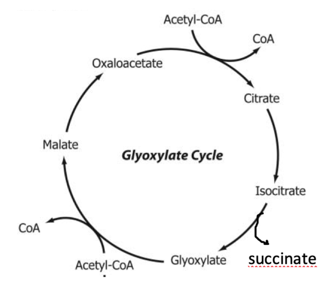 Solved The Glyoxylate Cycle Is Shown Below Answer The