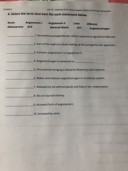 Solved 4/15/2019 Lab 10- Anatomy of the Urinary System | | Chegg.com