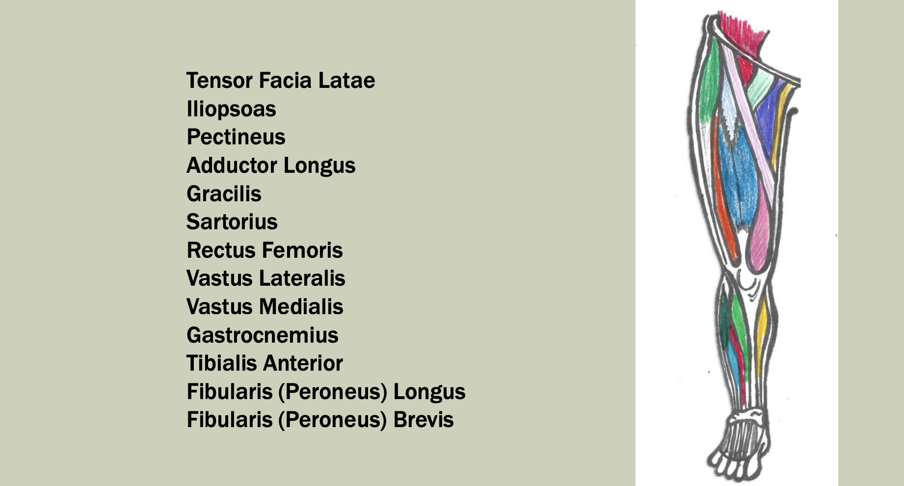 Solved Tensor Facia Latae Iliopsoas Pectineus Adductor