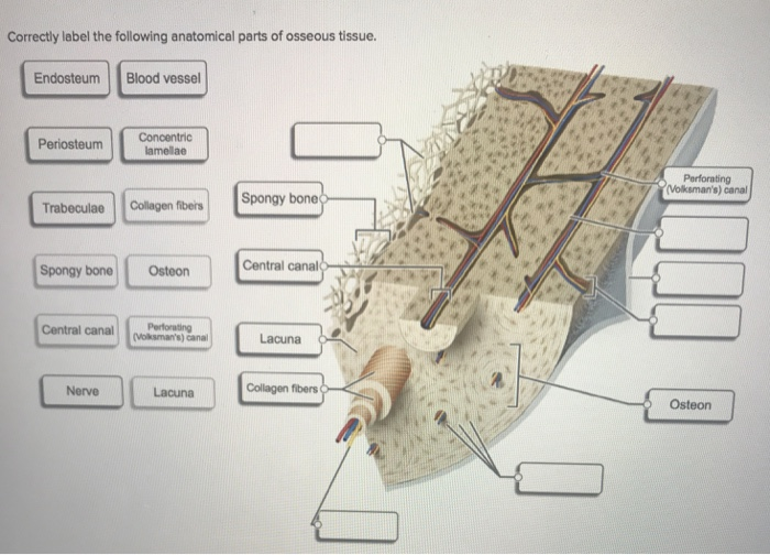 Solved Correctly label the following anatomical parts of | Chegg.com