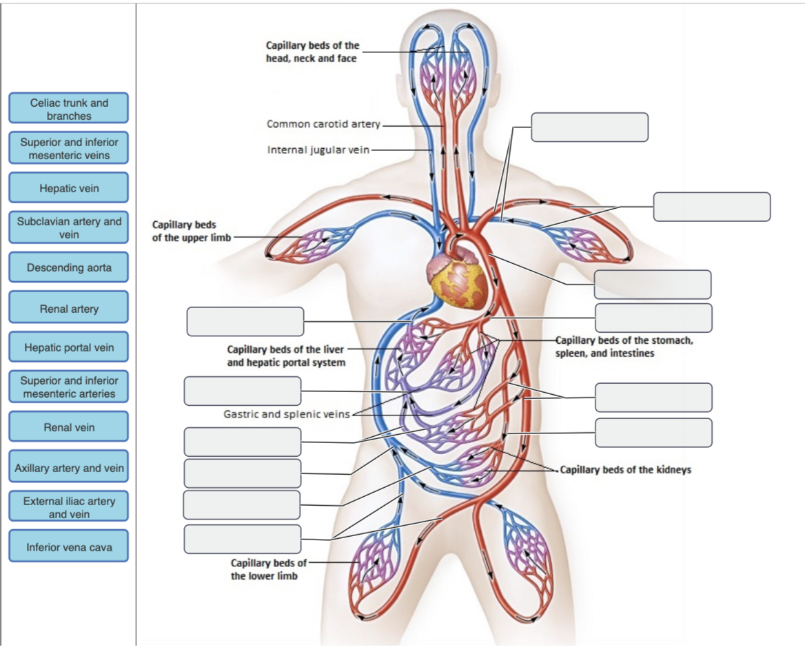 Solved Capillary beds of the head, neck and face Celiac