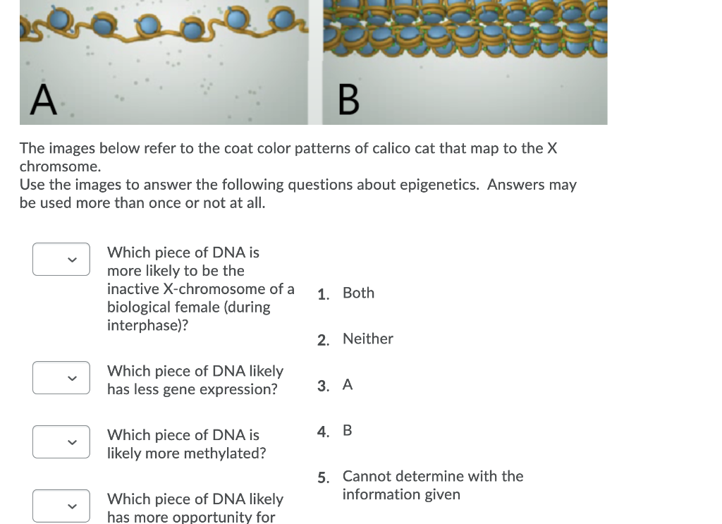 5 Questions and Answers Concerning Cat Coat Patterns