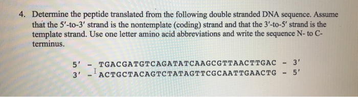 Solved Determine the peptide translated from the following | Chegg.com