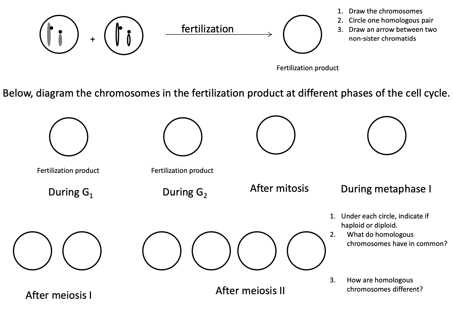 fertilization diagram chromosomes