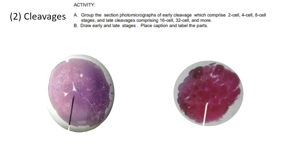 Solved ACTIVITY: (2) Cleavages A Group the section | Chegg.com