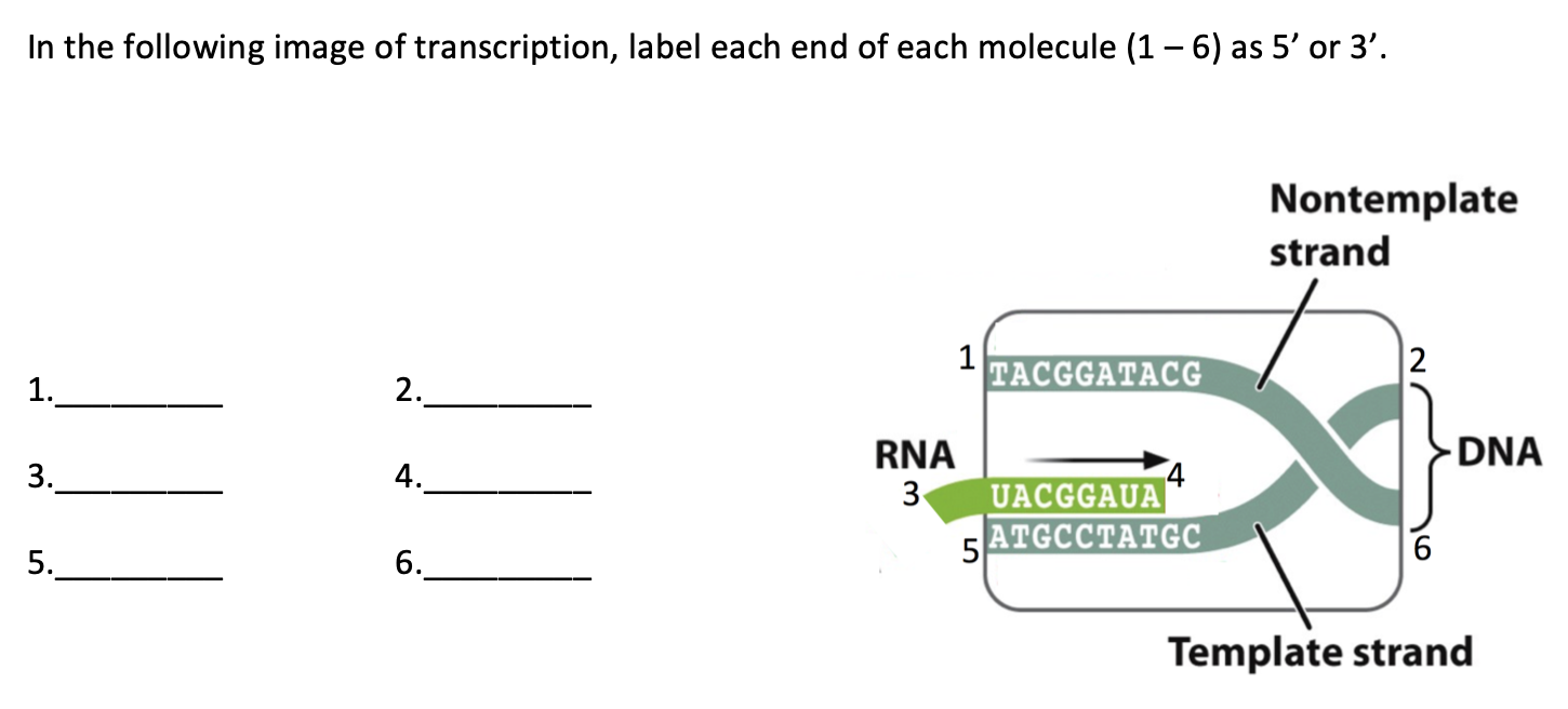 Solved In the following image of transcription, label each | Chegg.com