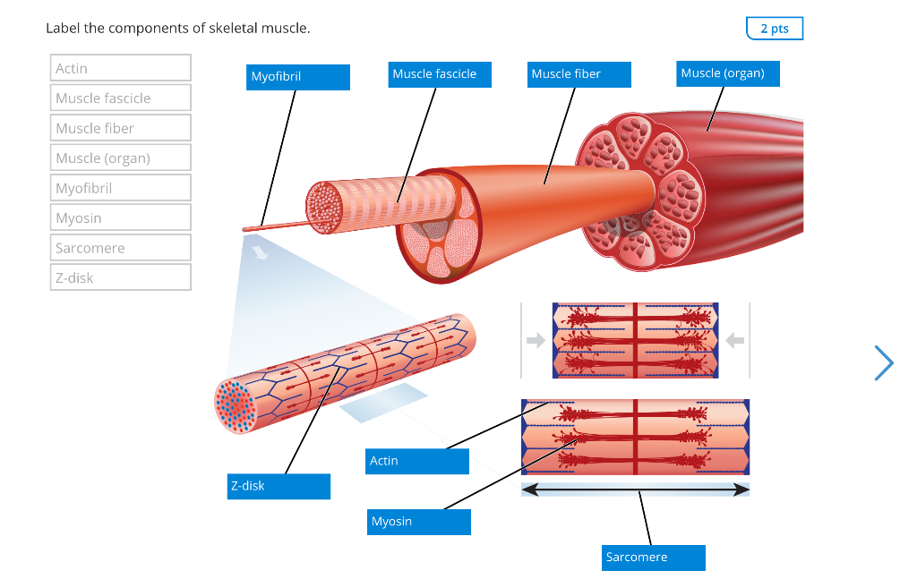 parts of skeletal muscle