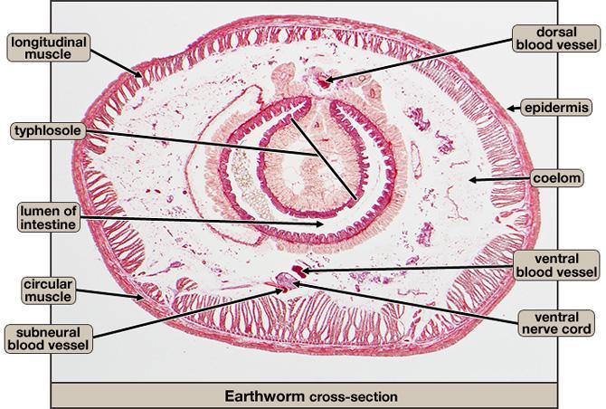 nereis cross section diagram