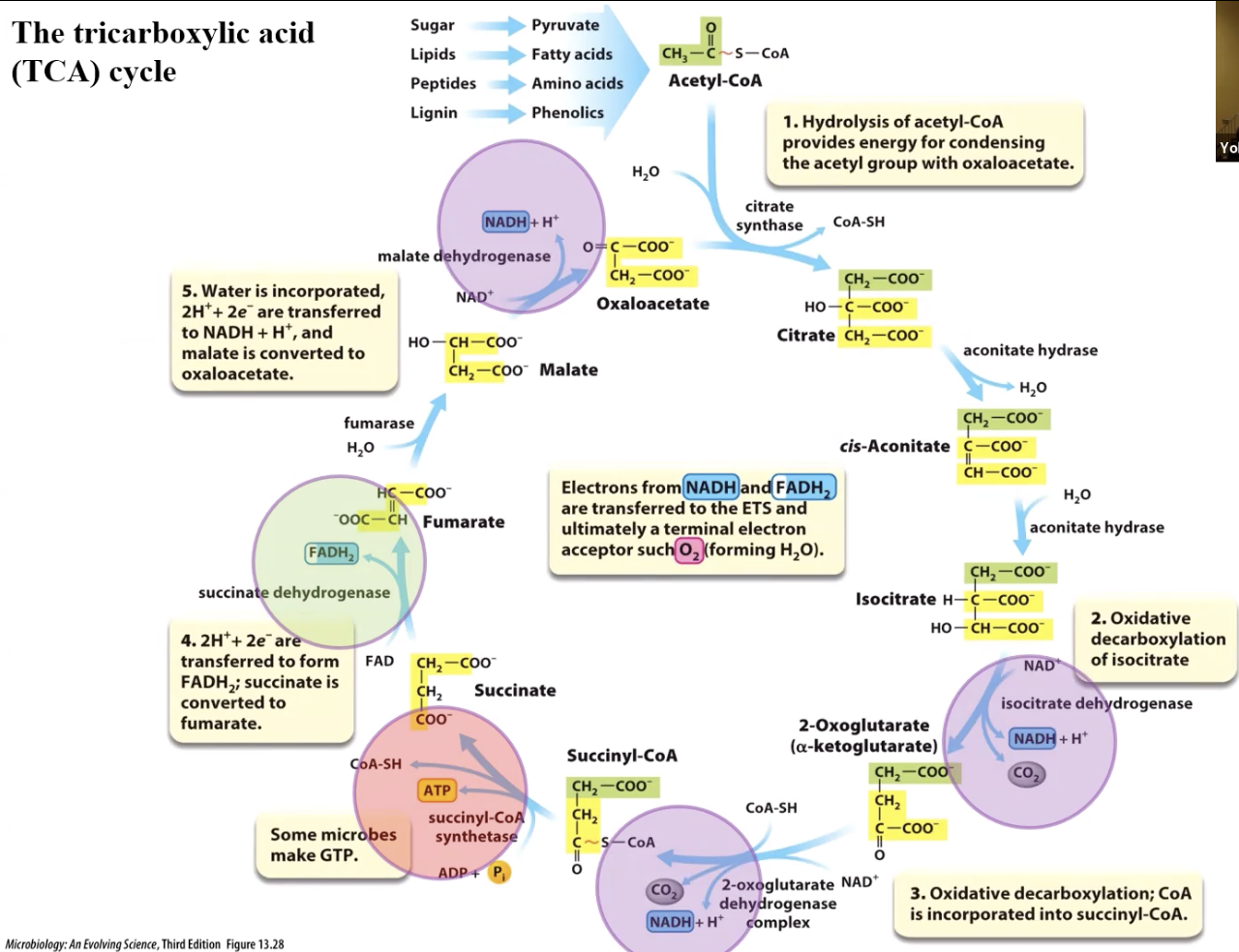 The tricarboxylic acid
(TCA) cycle
5. Water is incorporated,
2H*+ 2e are transferred
to NADH + H*, and
malate is converted to
