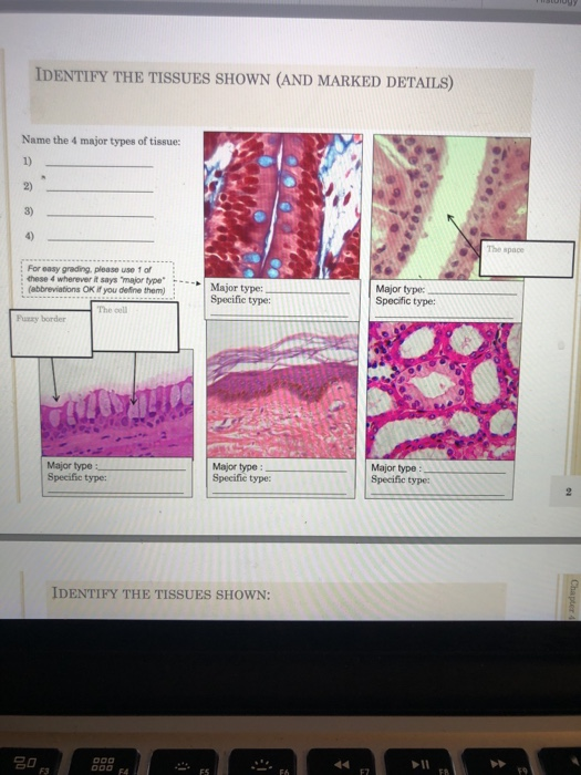 Solved IDENTIFY THE TISSUES SHOWN (AND MARKED DETAILS) Name | Chegg.com