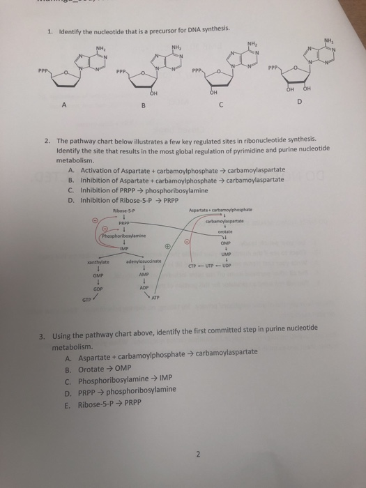 Solved Identify the nucleotide that is a precursor for DNA | Chegg.com