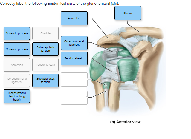 Correctly label the following anatomical parts of the glenohumeral joint.
(b) Anterior view