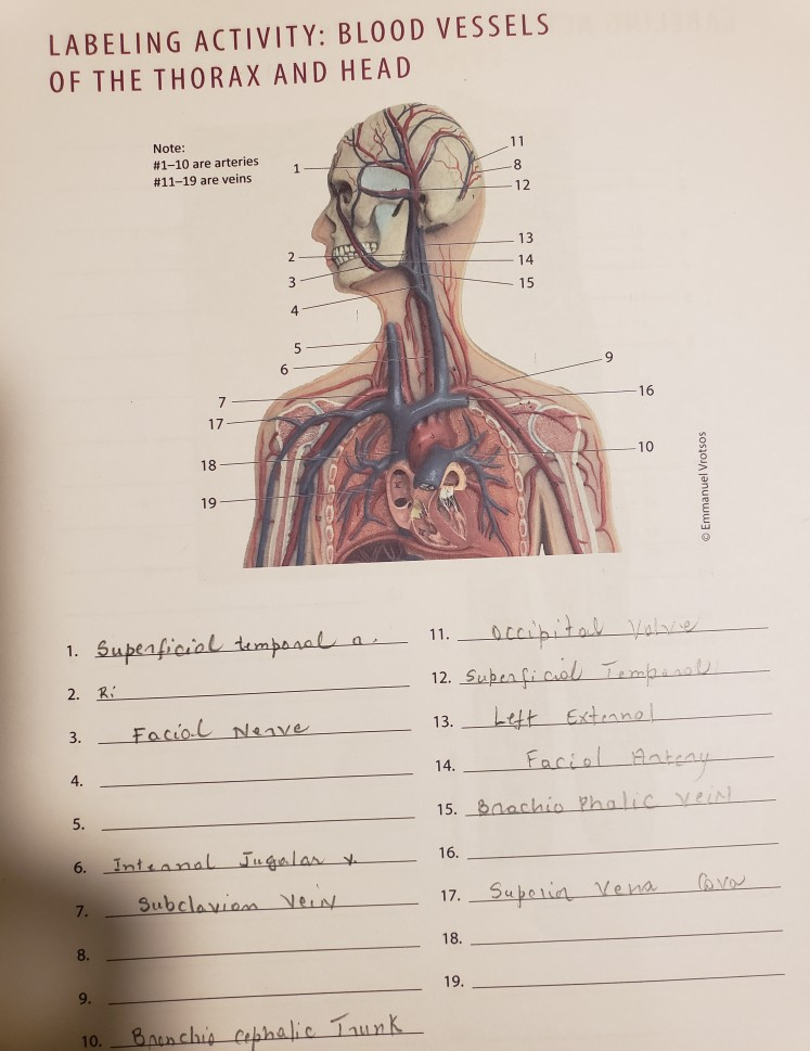 The Thorax Anatomy - Anatomy Diagram Book