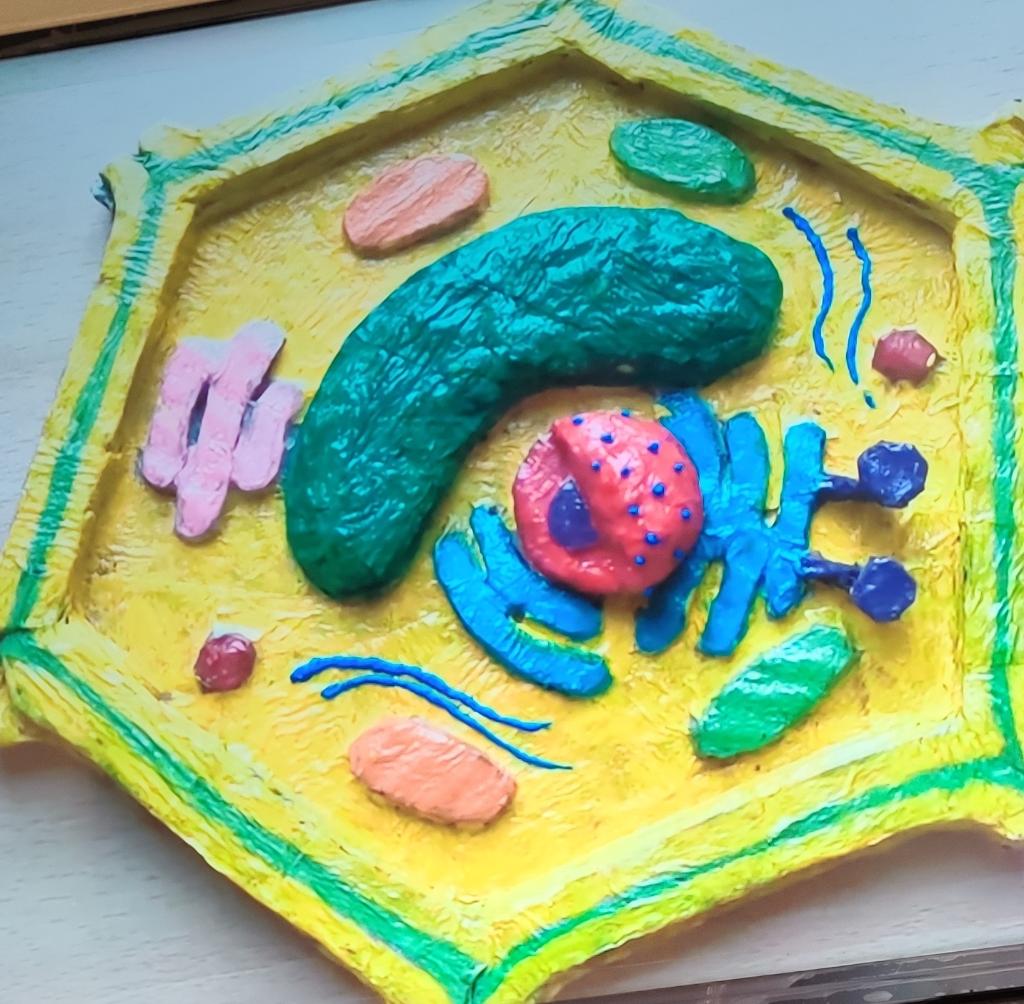 plant cell 3d model clay