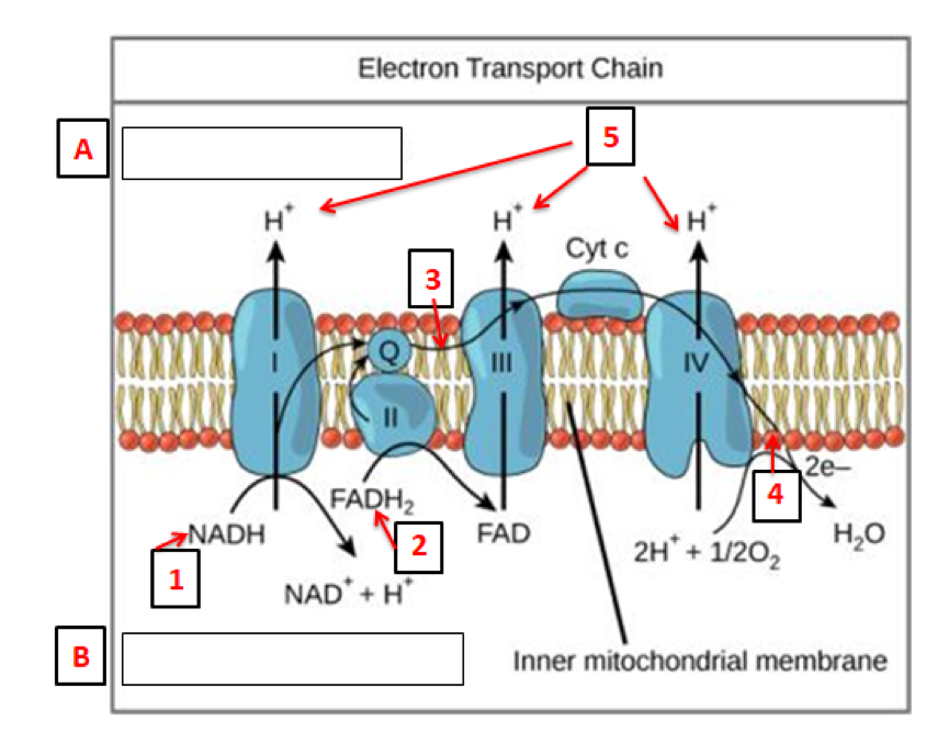 mitochondria diagram labeled cellular respiration