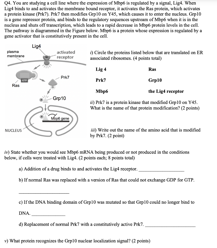 Solved Q4. You are studying a cell line where the expression | Chegg.com