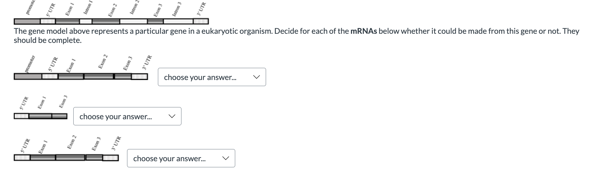 Solved The Gene Model Above Represents A Particular Gene In | Chegg.com