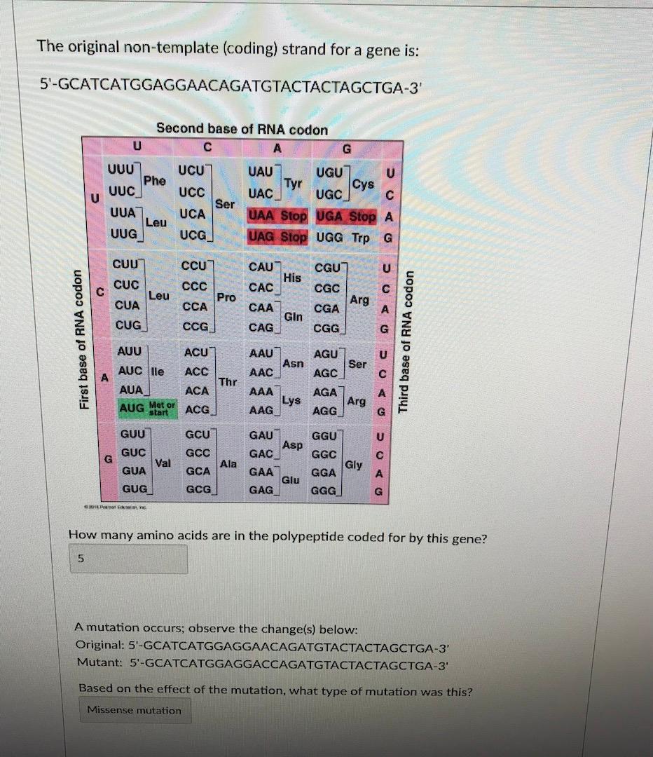 Solved The original nontemplate (coding) strand for a gene