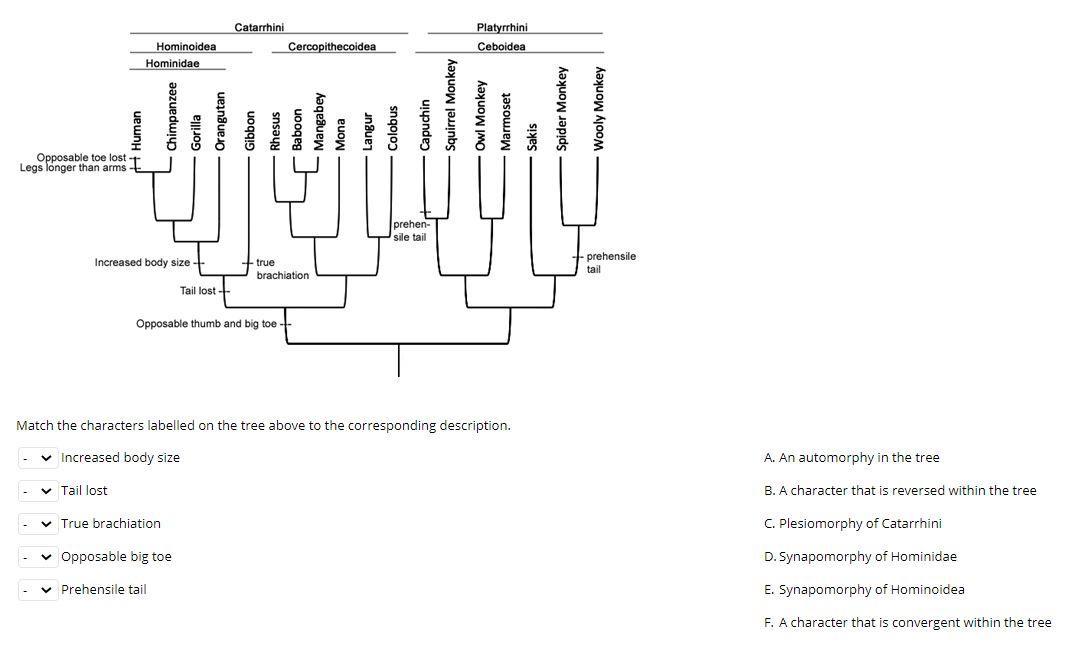 Solved Catarrhini Cercopithecoidea Platyrrhini Ceboidea