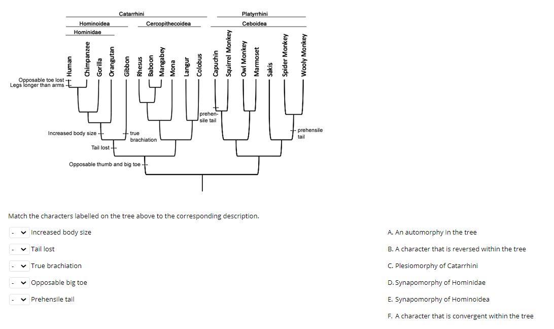 Solved Catarrhini Cercopithecoidea Platyrrhini Ceboidea | Chegg.com