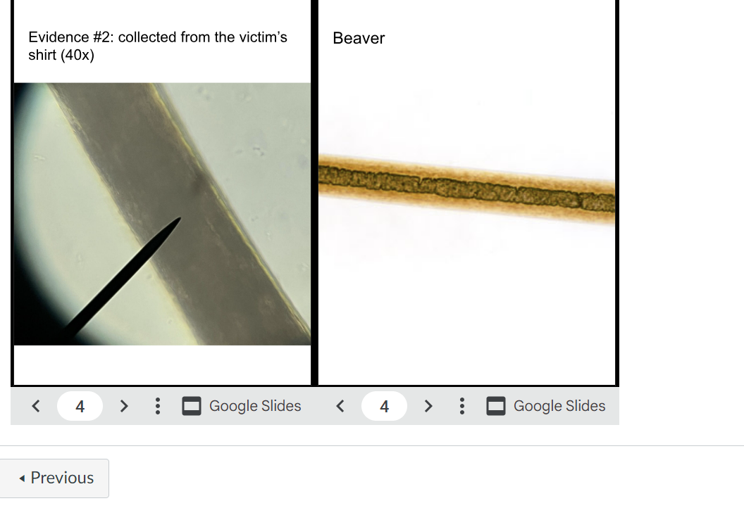 Human hair under microscope 10x sales