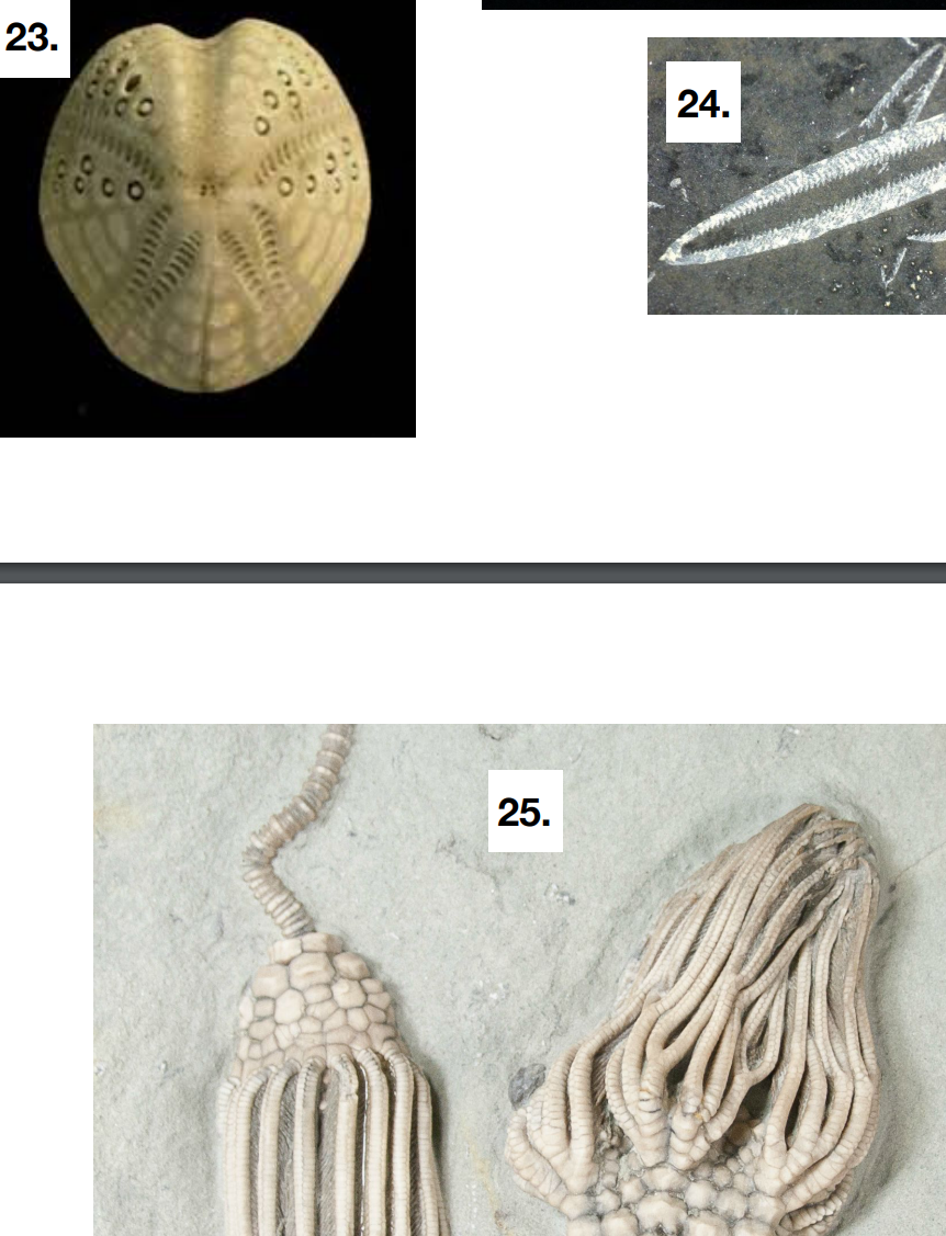 Solved 1. Identify all fossil specimens provided by your | Chegg.com