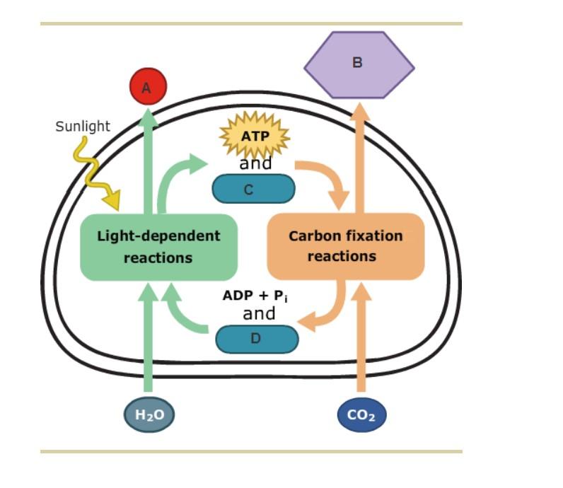 Two Stages Of Photosynthesis