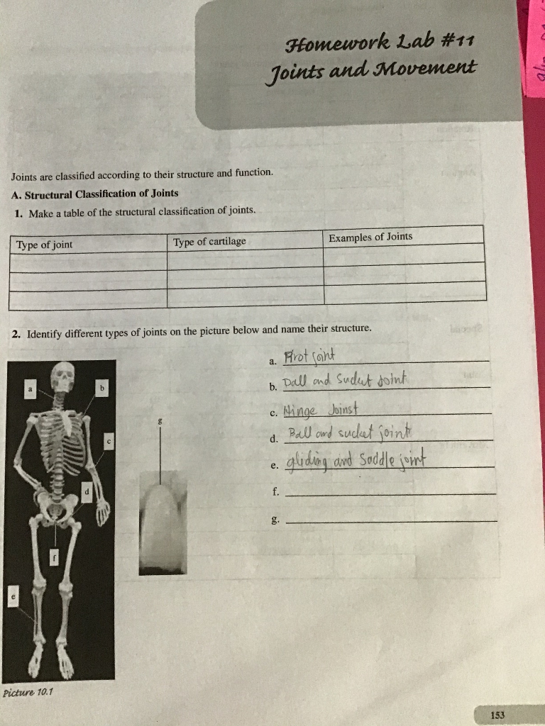 Solved Homework Lab #11 Joints And Movement Joints Are | Chegg.com