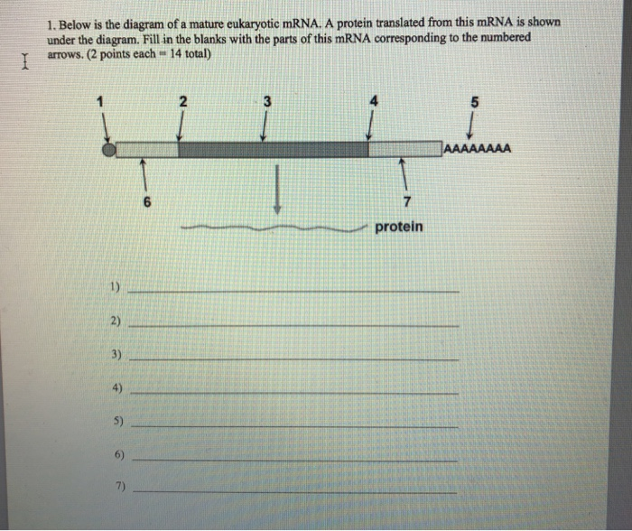 Solved 1. Below is the diagram of a mature eukaryotic mRNA. | Chegg.com
