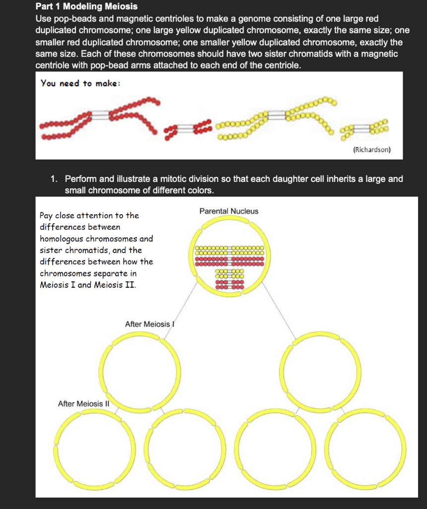 Solved Part 1 Modeling Meiosis Use popbeads and