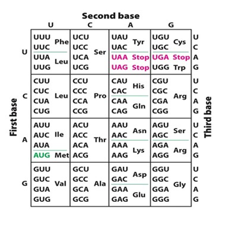 Solved 10. Examine the following sequence of a small | Chegg.com