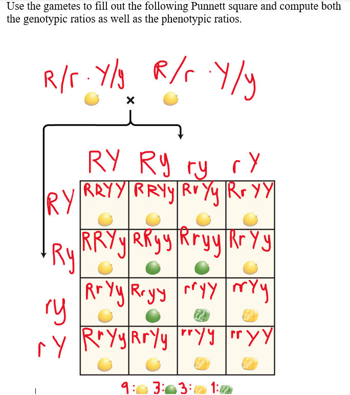 Solved Use the gametes to fill out the following Punnett | Chegg.com