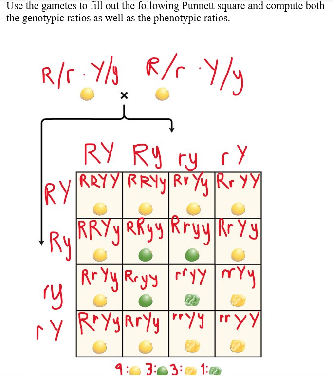 Solved Use The Gametes To Fill Out The Following Punnett | Chegg.com