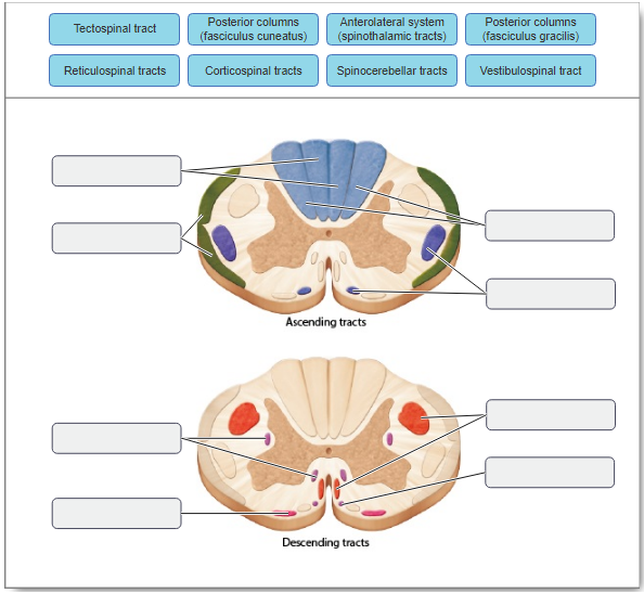 Solved Tectospinal tract Posterior columns (fasciculus | Chegg.com