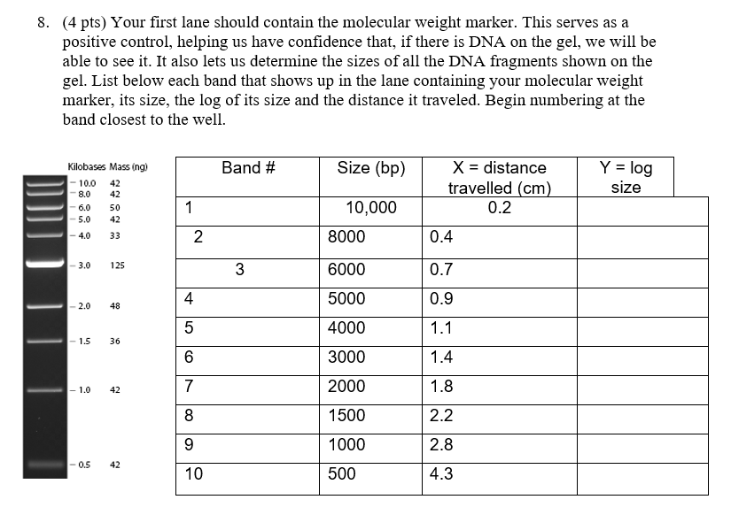 Solved Using the data, create a graph of log size vs. | Chegg.com