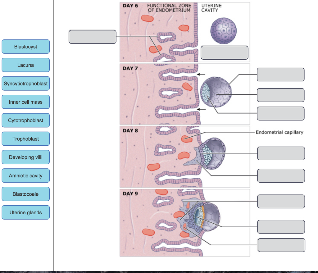 Solved Drag the labels onto the diagram to identify the | Chegg.com