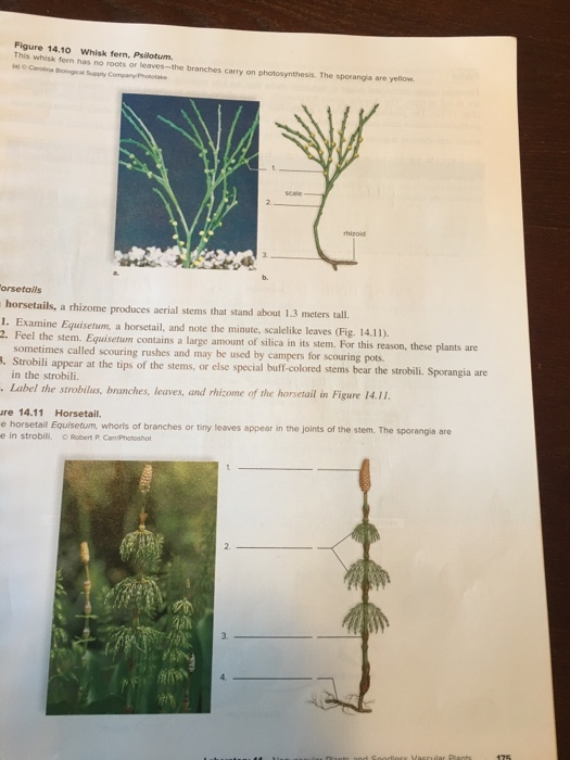 Solved Figure 14.10 Whisk fern, Psilotum This whisk fern has