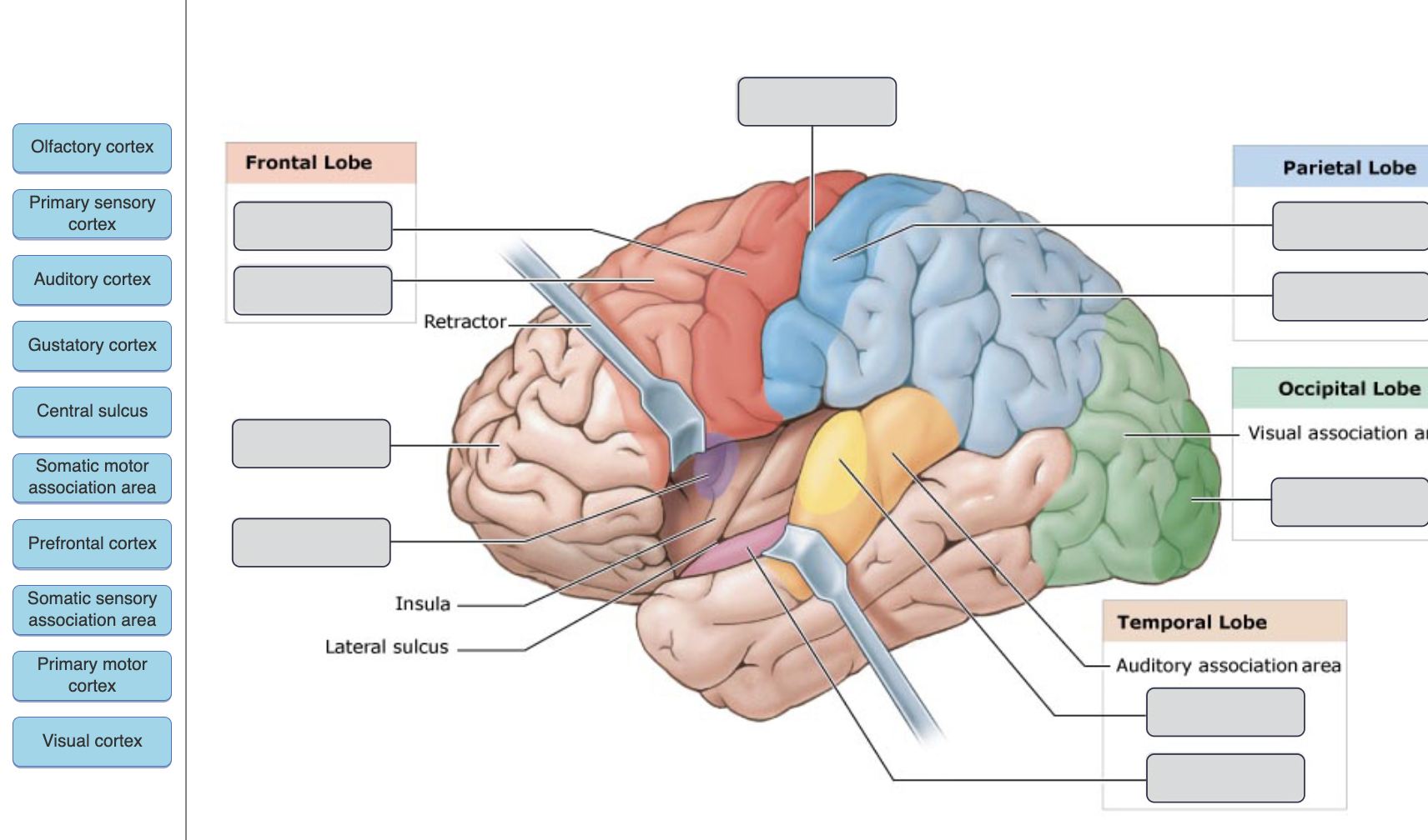 sensory and motor cortex