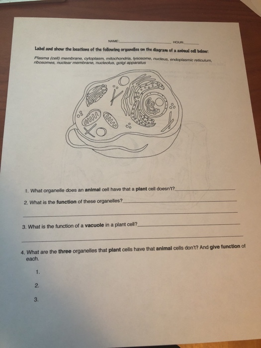 What Is The Function Of Lysosome In Animal Cell / Lysosome Definition