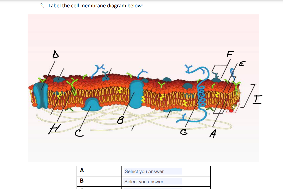 Solved 2. Label the cell membrane diagram below