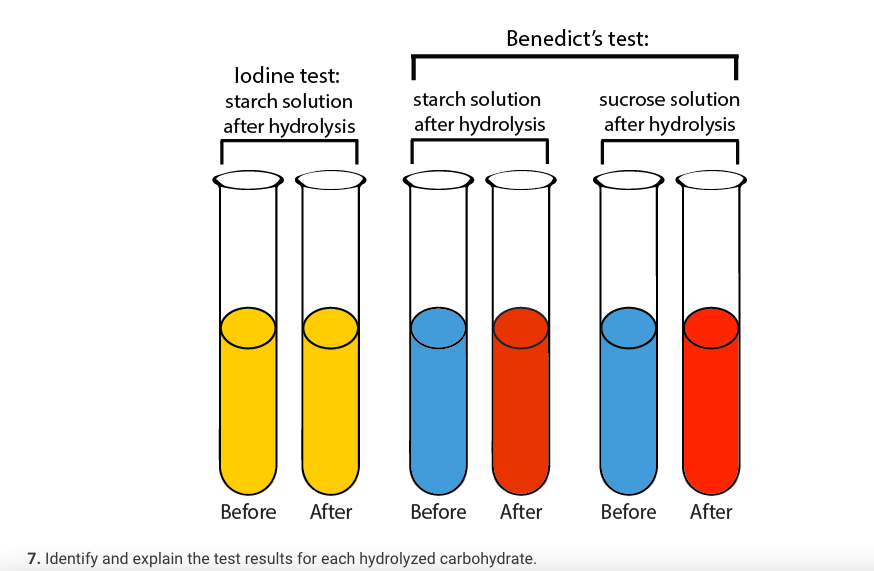 Solved Benedict's test: lodine test: starch solution after | Chegg.com